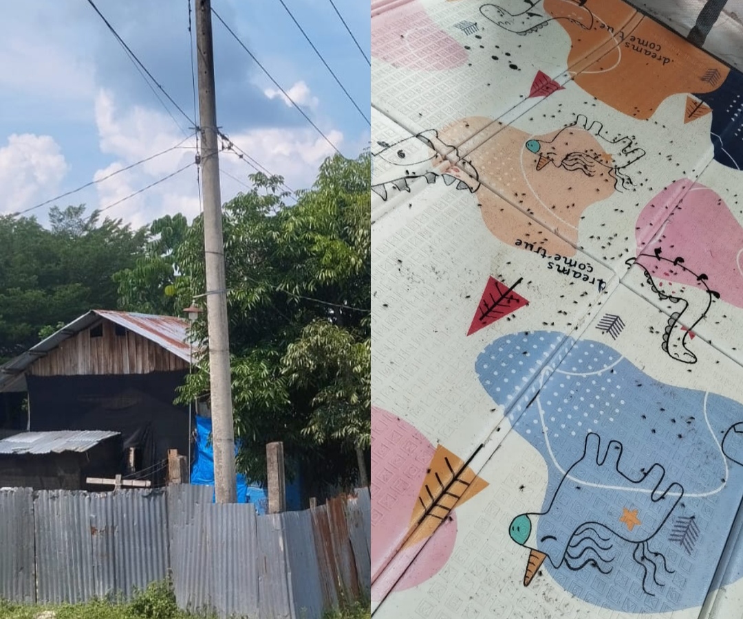 Kampung Wabup Kampar Diserbu Lalat, Warga Minta Peternakan Ayam Ditutup