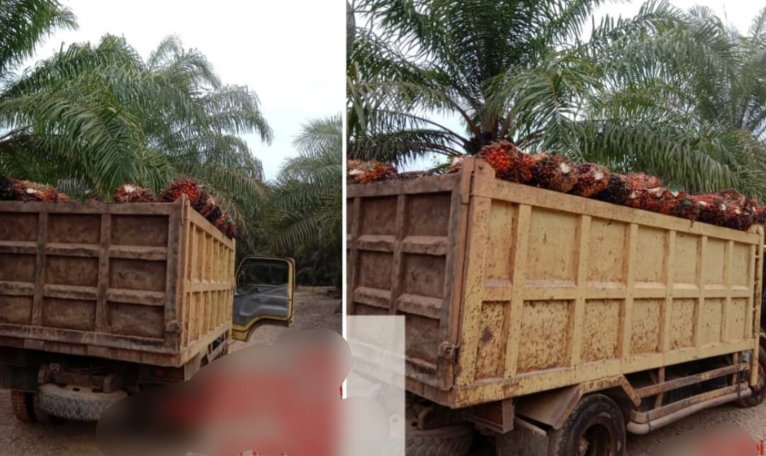 Di Balik Kebun Negara: Ketika Sawit Dijual Diam-Diam dan Wartawan Disogok Diam-Diam