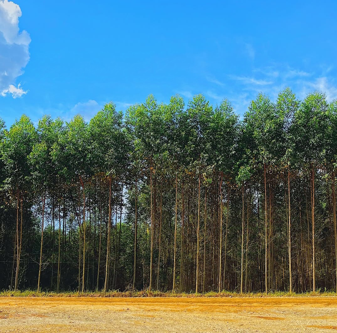 Skandal Kehutanan Riau: Hutan Alam Berganti HTI, PT RAPP Diduga Langgar Hukum