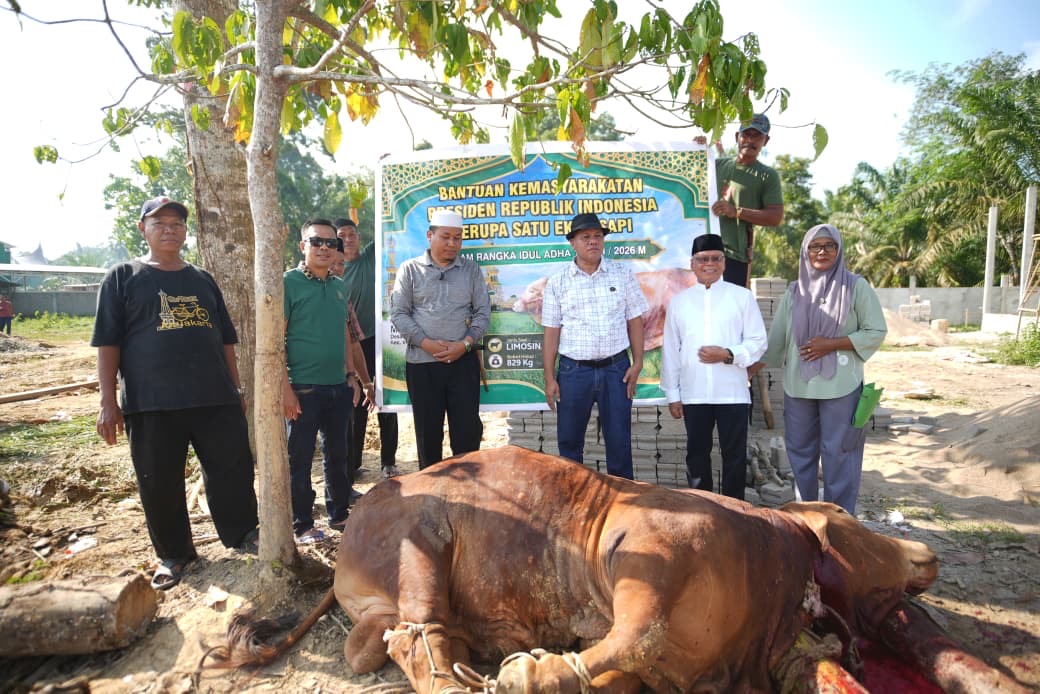 Prabowo Kirim Sapi Raksasa ke Inuman, Warga Inuman Panen Kebahagiaan